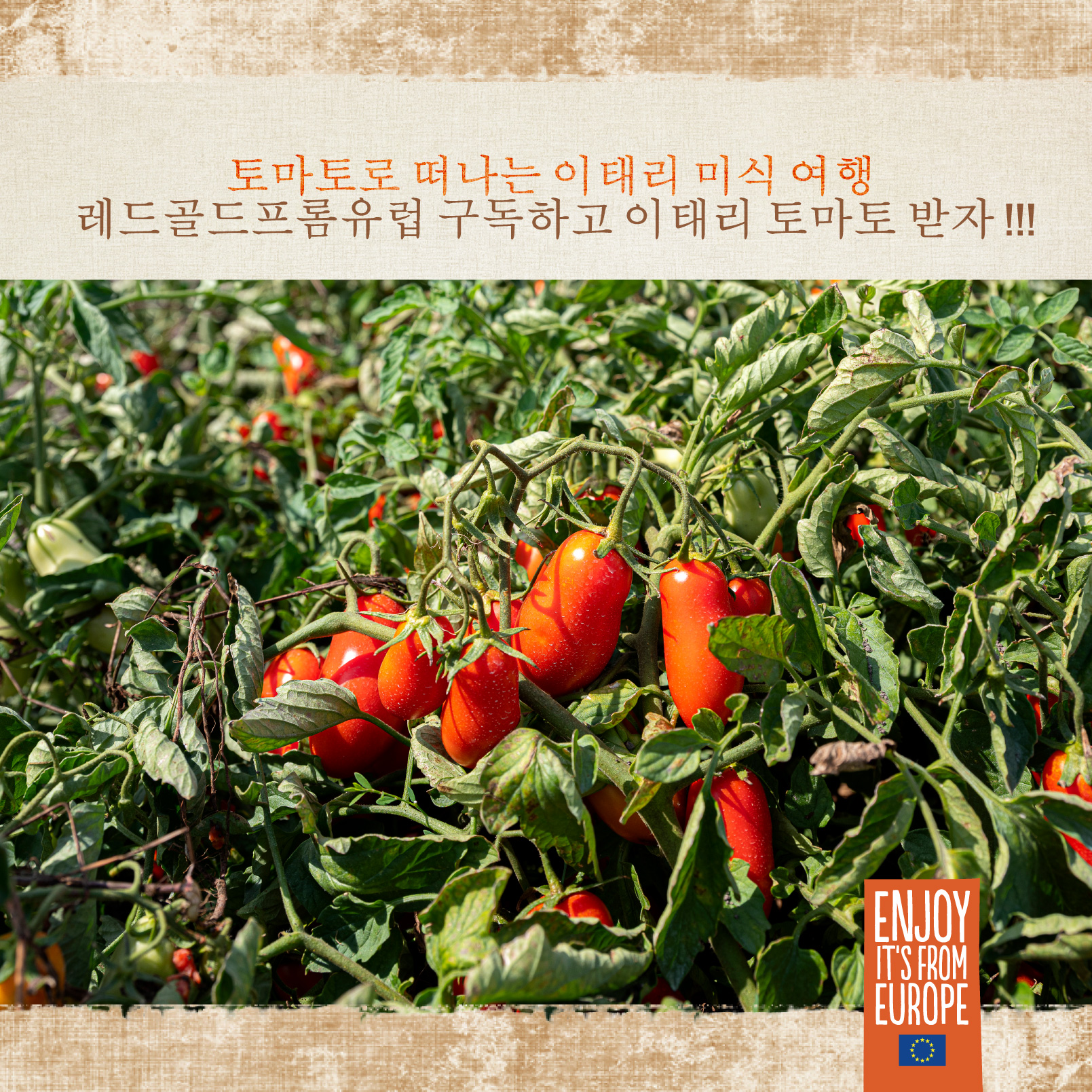 🍅토마토와 함께 하는 이태리 미식 여행 구독 이벤트